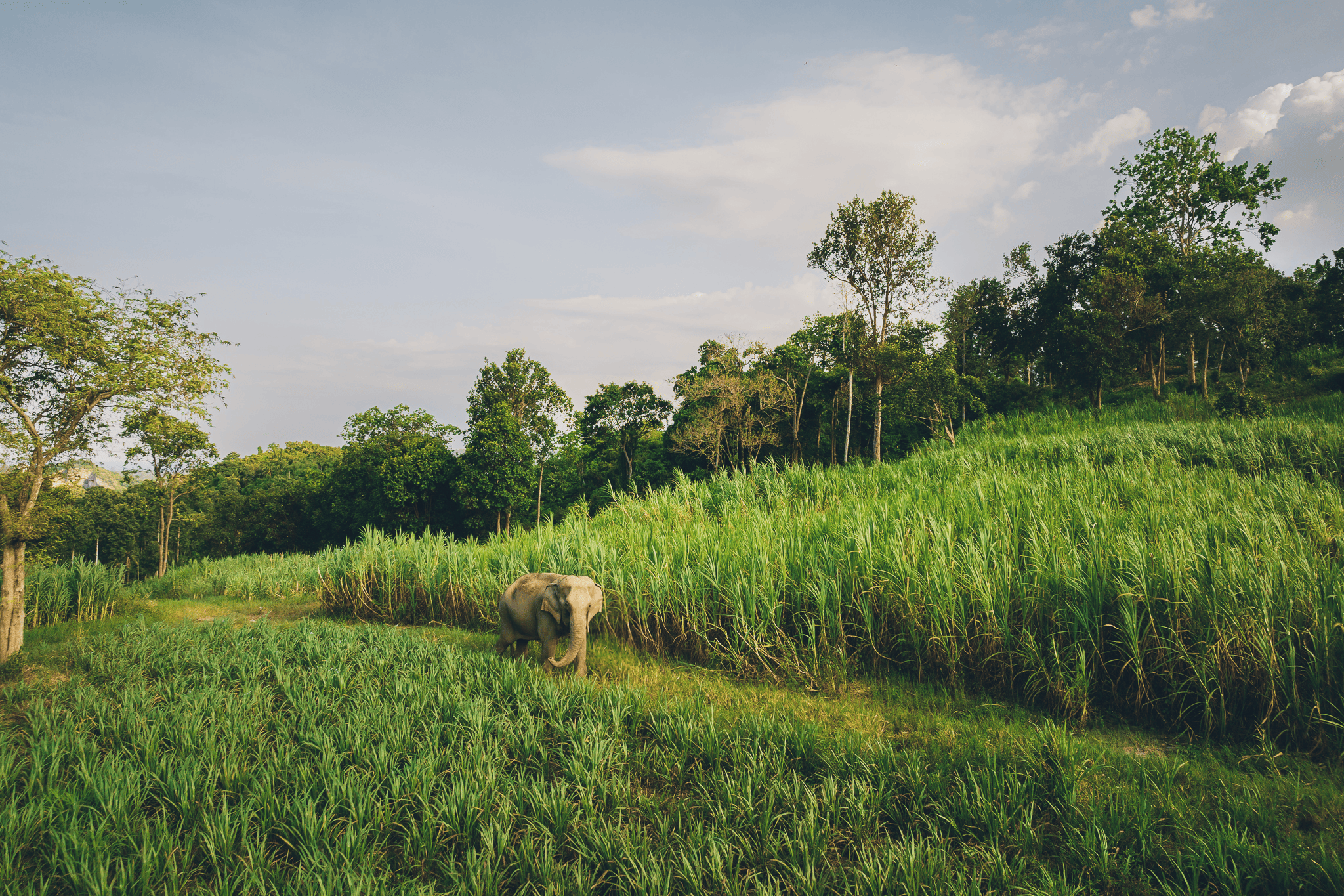 Ethical Elephant Sanctuary Tour - Elephant Kingdom
